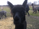Patenschaft f�r Alpaka  LANCELOT