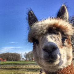 Gutschein Alpaka Wanderung NUR F�R DICH 2 Std.